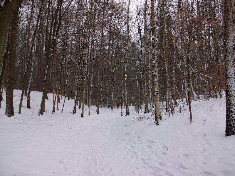 Crosslauf Bergedorf 050